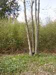 ash stool